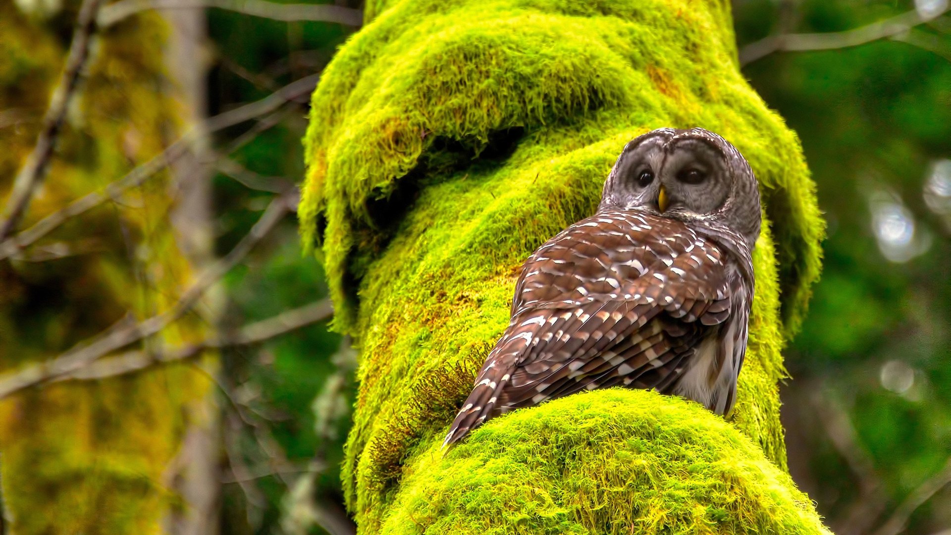 开云体育登入-中国男篮丰富挡拆组合强化进攻创造力,中国男篮最新规则