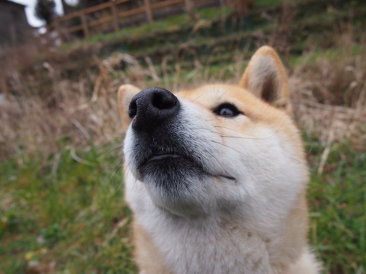 开云竞猜官网-国家队场上指挥体系是否过于依赖主教练，国家队指导员